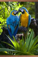 Электрообогреватель инфракрасный настенный ДО "Попугаи" в картонной упаковке