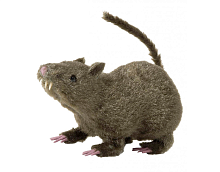 Крыса Волосатая натуральная, искусственный мех, трикотажное полотно, пластмасса, размер 38 см