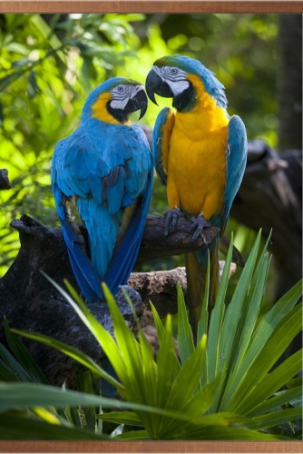 Инфракрасный обогреватель настенный ДО Попугаи в картонной упаковке